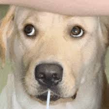 九洲娱乐官网网址app下载 サポートからフリースピン30回（ラッキーネコ/YGG: ステーク0.16ドル）を進呈